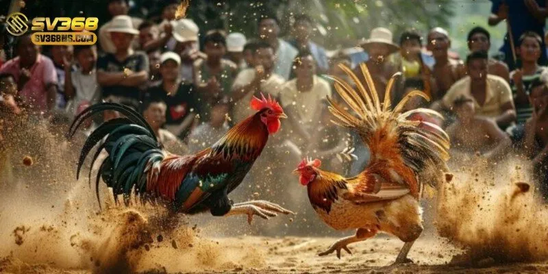 Các chiến kê xuất sắc tranh tài tại đấu trường Thomo