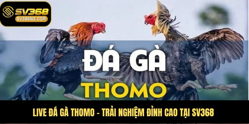 Live Đá Gà Thomo